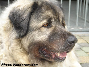 Alan 8,5 years